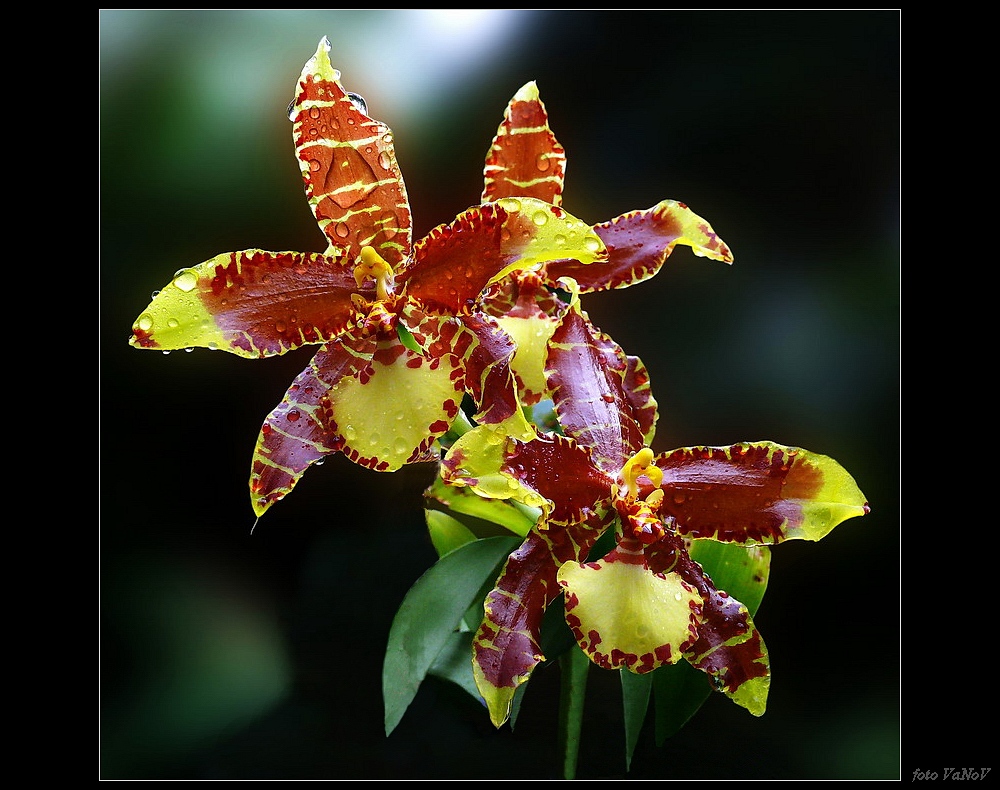 orchidej_1.jpg