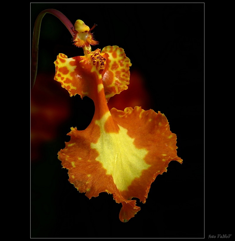 orchidej_2.jpg