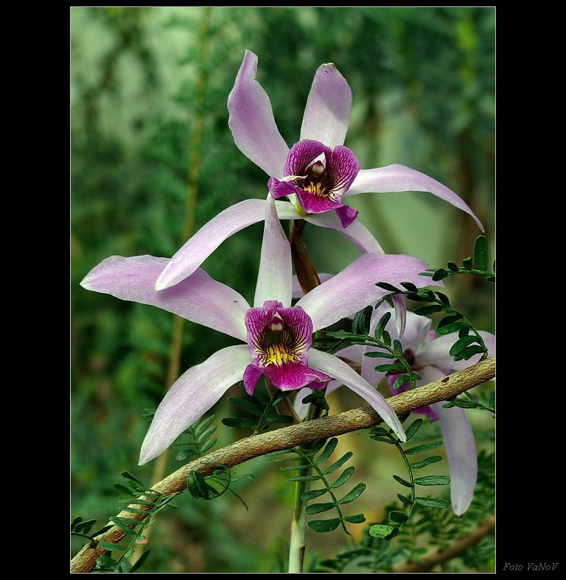 orchidej_3.jpg