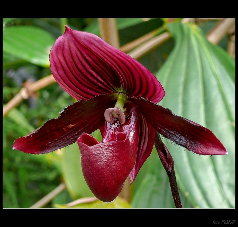 orchidej_4.jpg