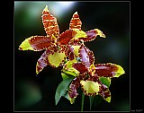 Thumbnail of orchidej_1.jpg