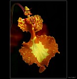 Thumbnail of orchidej_2.jpg