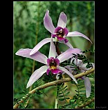 Thumbnail of orchidej_3.jpg