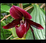 Thumbnail of orchidej_4.jpg