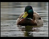 Thumbnail of kacer_2.jpg